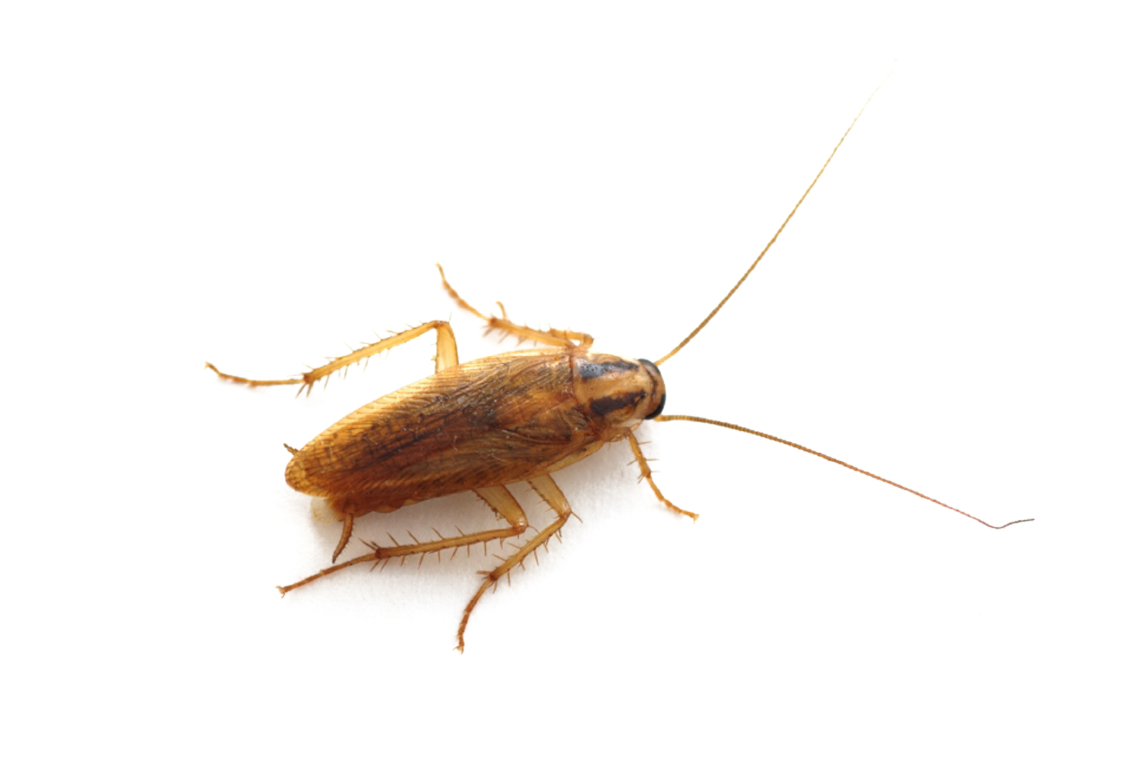 COMMON PESTS IN MIDDLE TENNESSEE