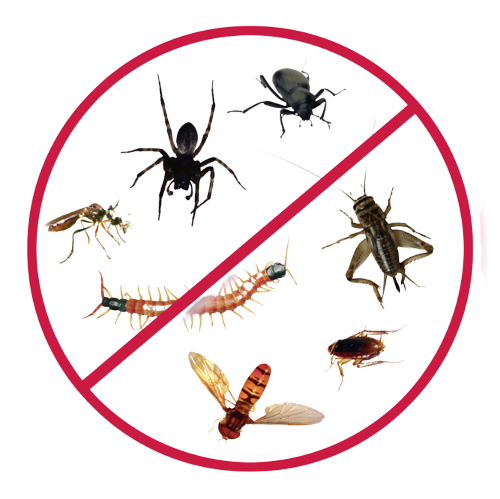 Local pest exterminator company near me in Murfreesboro or Smyrna Tenessee