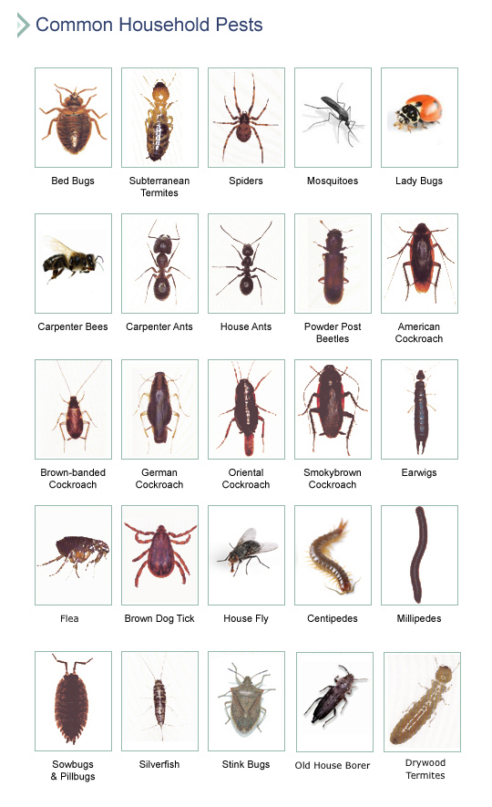 Pest identification Image